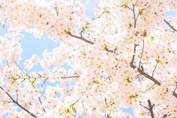 봄과 벚꽃
