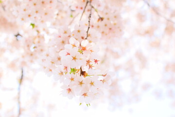 봄과 벚꽃