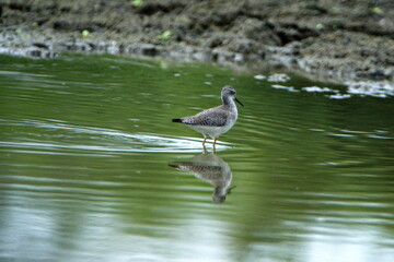Lesser yellowlegs (Tringa flavipes) wading in shallow water at La Segua Wetlands in Manabi, Ecuador