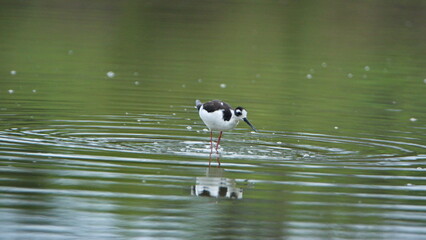 Black-necked stilt (Himantopus mexicanus) foraging in shallow water at La Segua Wetlands in Manabi, Ecuador