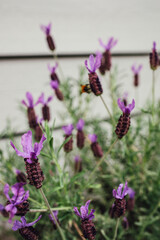 Lavandula stoechas also known as Spanish Lavender, French Lavender, Butterfly Lavender in garden