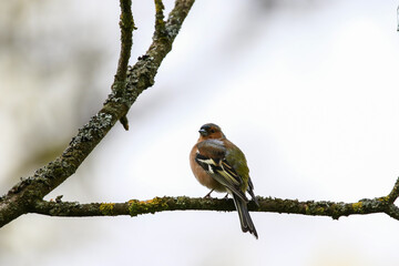 Common chaffinch sits on a tree. Beautiful songbird Common chaffinch in wildlife. The common chaffinch or simply the chaffinch, latin name Fringilla coelebs.
