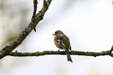 Common chaffinch sits on a tree. Beautiful songbird Common chaffinch in wildlife. The common chaffinch or simply the chaffinch, latin name Fringilla coelebs.