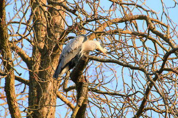 Closeup shot of a Gray Heron sitting on tree branches
