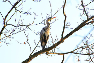 Closeup shot of a Gray Heron sitting on tree branches