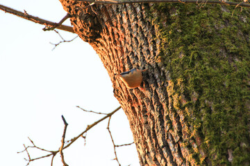 The Eurasian nuthatch or wood nuthatch (Sitta europaea) is a small passerine bird with blue back and orange lower part of body and a white head with black mask