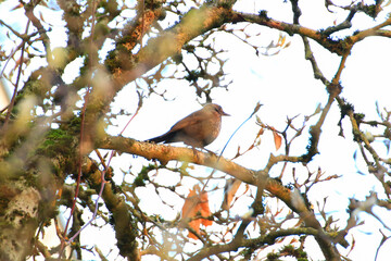 Obraz premium a common blackbird (Turdus merula) sitting on a tree branch