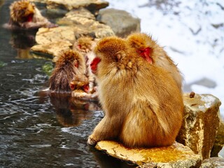 スノーモンキー地獄谷野猿公苑の猿　温泉に入っている猿
