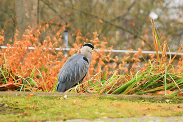 Regensburg, Germany: gray heron near a pond in Autumn season