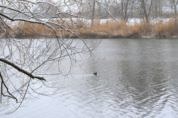 portrait of a coot duck (Fulica atra) bird swimming on Danube river