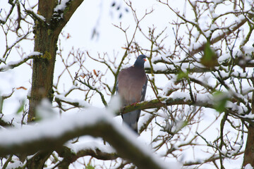 Obraz premium The common wood pigeon (Columba palumbus) is a large species in the dove and pigeon family. Bird with gray plumage sitting on the branches in winter season