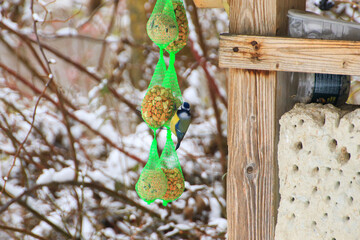 Eurasian blue tit Cyanistes caeruleus hanging on bird food ball with different seeds in net and eating in winter time