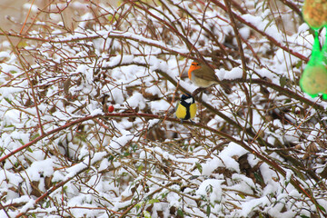 A robin and a blue tit shivering in the snow, perched on a small branch