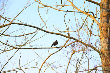 a common blackbird (Turdus merula) sitting on a tree branch