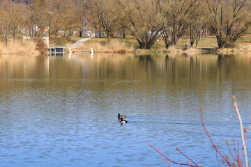 Regensburg, Germany: tufted Duck, pair, swimming on the lake