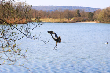 Closeup of a gray heron flying above the water and holding a dry branch in its beak