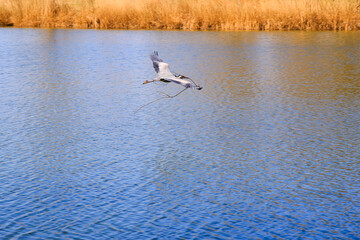 Naklejka premium Closeup of a gray heron flying above the water and holding a dry branch in its beak