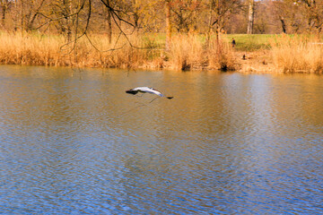 Closeup of a gray heron flying above the water and holding a dry branch in its beak