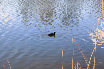 Regensburg, Germany:portrait of a coot duck (Fulica atra) bird swimming on Danube river