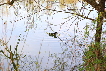 Regensburg, Germany:portrait of a coot duck (Fulica atra) bird swimming on Danube river