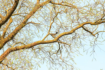 Turdus pilaris, Fieldfare on a tree branck in spring