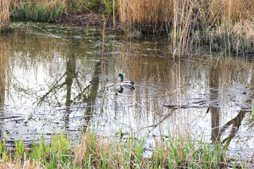 Regensburg, Germany: wild duck floating on water in a swamp in autumn time