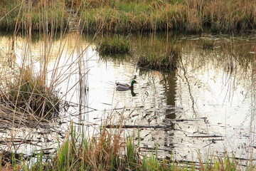 Regensburg, Germany: wild duck floating on water in a swamp in autumn time
