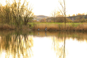 Fototapeta na wymiar A couple of gray heron flying above the water at sunset