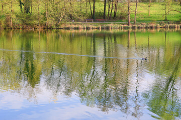 Regensburg, Germany: wild male duck floating on the lake