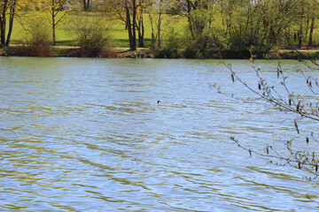 Regensburg, Germany: Great crested grebe bird floating on the Danube riverv