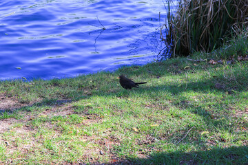 A female blackbird (Turdus merula) looking for food on the ground