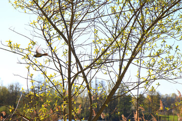Great Tit (Parus major) on autumn tree leaves in the park