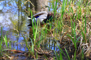 Regensburg, Germany: male Mallard duck in the water near Danube river