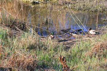 Regensburg, Germany: a pair of mallards on the water in a swamp in autumn time