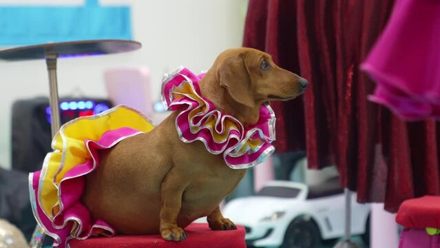 a trained dog in a costume for the performance. circus and performance.