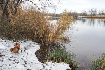 Regensburg, Germany: photo of a brown dog near the danube river