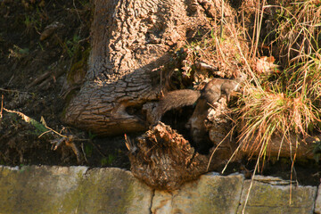 Regensburg, Germany: curious red squirrel peeking behind the tree trunk