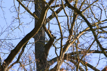 Regensburg, Germany: curious red squirrel peeking behind the tree trunk