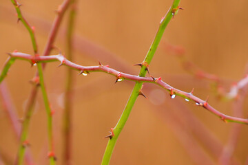 Regensburg, Germany:  thorny dog rose branches. Green wild rose branch with many little and big sharp and poitny orange thorns