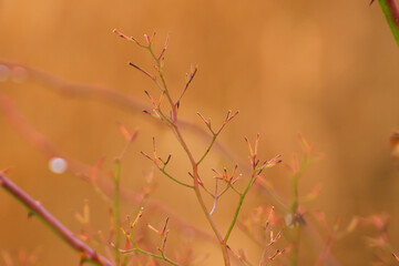 Regensburg, Germany:  set of dry red twigs in winter time