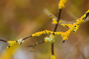 Regensburg, Germany:  yellow moss on the branches