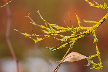 Regensburg, Germany:  yellow moss on the branches