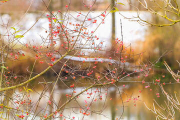 Regensburg, Germany: Red and orange berries on a tree in winter