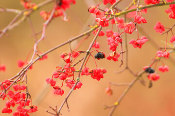 Regensburg, Germany: Red and orange berries on a tree in winter