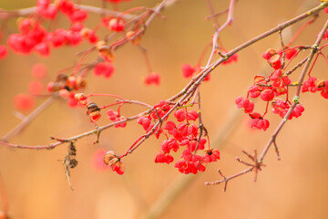 Regensburg, Germany: Red and orange berries on a tree in winter