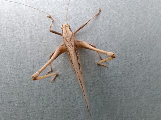 praying mantis on white background
