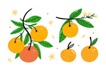 Set, collection of cute cartoon style oranges on a tree branch with fresh orange fruits, flowers and leaves. Vector illustration for food and nature design.
