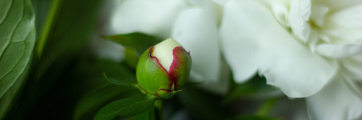 Peony flower. Red white and purple peony flowers blooming in the garden. Multicolor peonies macro closeup background.