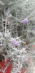 flowers in snow