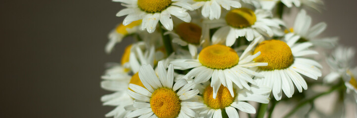 Beautiful chamomile flowers banner. Spring or summer nature scene with blooming daisy in sun flares. Banner